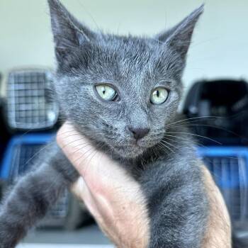 Iris -  Domestic Short Hair Cat for Adoption in Matteson, Illinois - Iris | PetCurious