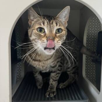 Beepers -  Domestic Short Hair Cat for Adoption in Englewood, Florida - Beepers | PetCurious