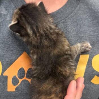 Lola -  Domestic Short Hair Cat for Adoption in Driggs, Idaho - Lola | PetCurious