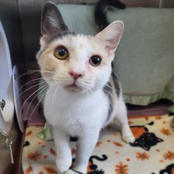 Anna -  Domestic Short Hair Cat for Adoption in Fort Wayne, Indiana - Anna | PetCurious