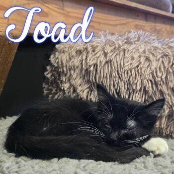 Domestic Long Hair Cats Available for Adoption in Hillsboro, Ohio - Toad | PetCurious