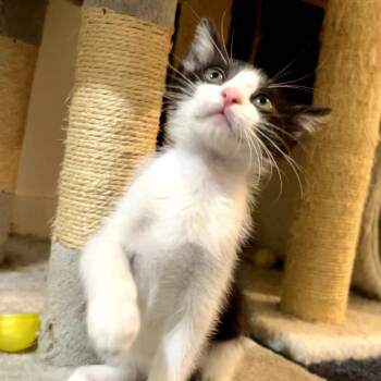Trixx -  Domestic Short Hair Cat for Adoption in Sarasota, Florida - Trixx | PetCurious