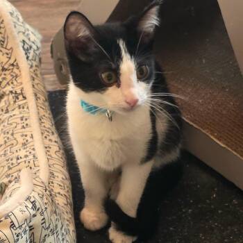 Pippin C12074 -  Domestic Short Hair Cat for Adoption - Pippin C12074 | PetCurious