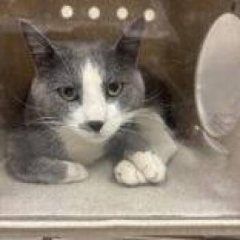 Ghost -  Domestic Short Hair Cat for Adoption in Reno, Nevada - Ghost | PetCurious