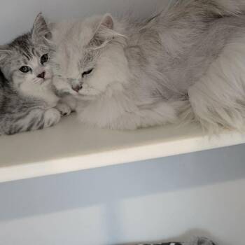 Mary Cooper -  Persian Cat for Adoption in Chanute, Kansas - Mary Cooper | PetCurious
