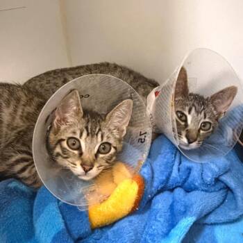 Hobbes -  Domestic Short Hair Cat for Adoption in Woodinville, Washington - Hobbes | PetCurious
