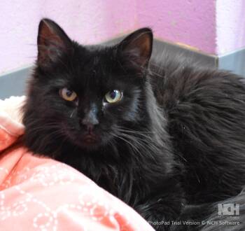 Domestic Long Hair Cats Available for Adoption - Boo | PetCurious