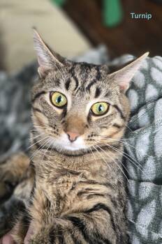 Rescue Domestic Short Hair Cats for Adoption in Tipp City, Ohio - Turnip | PetCurious