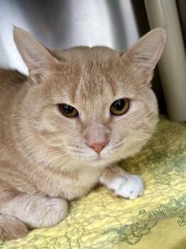 Meeno -  Domestic Short Hair Cat for Adoption in Wichita, Kansas - Meeno | PetCurious
