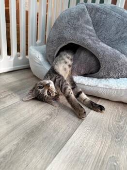 Marigold -  Domestic Short Hair Cat for Adoption - Marigold | PetCurious