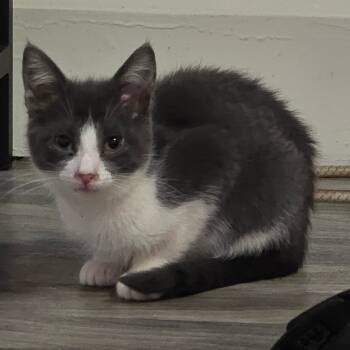 Rescue Domestic Medium Hair Cats for Adoption in Conway, Arkansas - Gray Cheeks | PetCurious