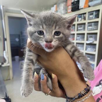 Thrifty -  Domestic Short Hair Cat for Adoption in Mt. Juliet, Tennessee - Thrifty | PetCurious
