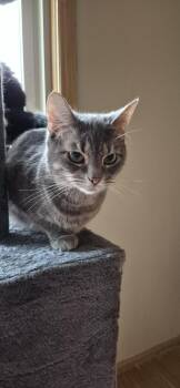 GRAY -  Domestic Short Hair Cat for Adoption in Northfield, Ohio - GRAY | PetCurious
