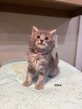 Viva -  Domestic Medium Hair and Tabby Cat for Adoption in Buford, Georgia - Viva | PetCurious