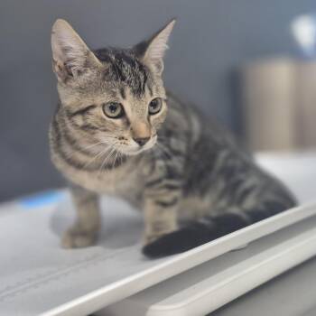 Xyla -  Domestic Short Hair Cat for Adoption in Livingston, Texas - Xyla | PetCurious