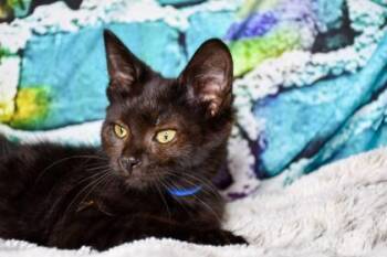 Midnight -  Domestic Short Hair Cat for Adoption in Yakima, Washington - Midnight | PetCurious
