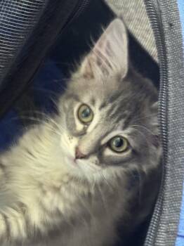 Blythe -  Domestic Medium Hair Cat for Adoption in Walled Lake, Michigan - Blythe | PetCurious