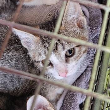 Domestic Short Hair Cats Available for Adoption in San Antonio, Texas - CELTY | PetCurious