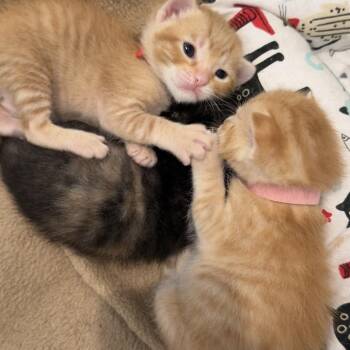 Audrey -  Domestic Short Hair Cat for Adoption in Nashville, Tennessee - Audrey | PetCurious