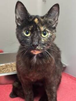 Rescue Domestic Short Hair Cats for Adoption in Stafford, Virginia - Willow Ii | PetCurious