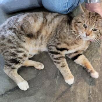 Domestic Short Hair Cats Available for Adoption - Clifford’s Daddy | PetCurious