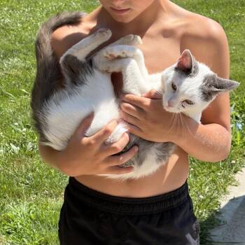 Penalty Box -  American Shorthair Cat for Adoption in Greenfield, Indiana - Penalty Box | PetCurious