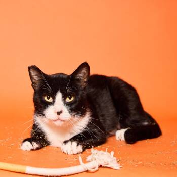 Terrance -  Tuxedo Cat for Adoption in Los Angeles, California - Terrance | PetCurious