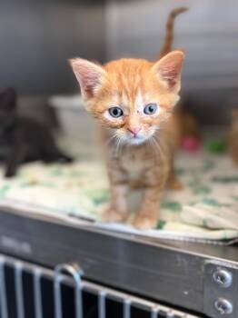 (K) Oakley -  Domestic Short Hair Cat for Adoption in Portland, Indiana - (K) Oakley | PetCurious