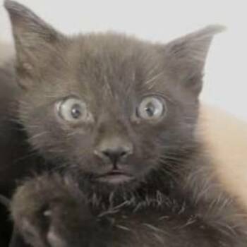 Melvin -  Domestic Short Hair Cat Available for Adoption in Temecula, California - Melvin | PetCurious