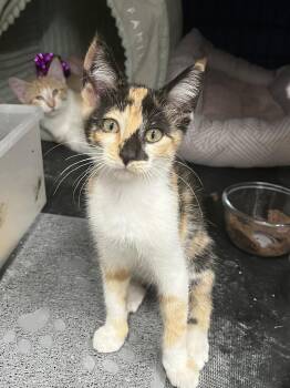 Daisy -  Domestic Short Hair and Calico Cat for Adoption in Zimmerman, Minnesota - Daisy | PetCurious