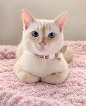 Brace -  Siamese Cat for Adoption in Santa Cruz, California - Brace | PetCurious