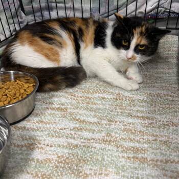 Domestic Short Hair Cats Available for Adoption - Mira | PetCurious