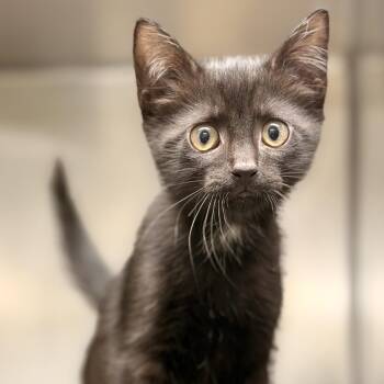 Karl -  Domestic Short Hair Cat for Adoption in Jackson Township, New Jersey - Karl | PetCurious