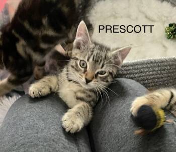 American Shorthair Cats Available for Adoption - Prescott | PetCurious