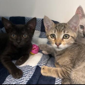 The Fox -  Domestic Short Hair Cat for Adoption in Port Richey, Florida - The Fox | PetCurious