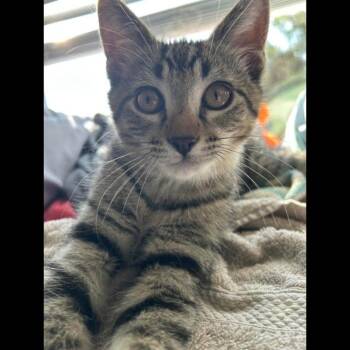 Nono -  Domestic Short Hair Cat for Adoption in Midlothian, Virginia - Nono | PetCurious