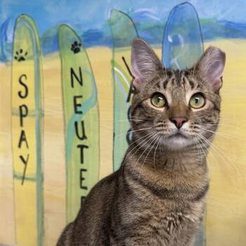 Libra -  Domestic Short Hair Cat for Adoption in Fernandina Beach, Florida - Libra | PetCurious