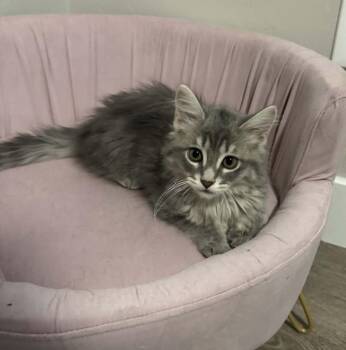 Arugula -  Domestic Medium Hair Cat Available for Adoption in Tucson, Arizona - Arugula | PetCurious