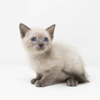 Siamese Cats Available for Adoption in Trophy Club, Texas - Sully | PetCurious