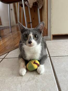River -  Domestic Short Hair Cat Available for Adoption in Topsham, Maine - River | PetCurious