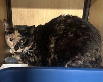 Poppy -  Domestic Short Hair Cat for Adoption in New York, New York - Poppy | PetCurious