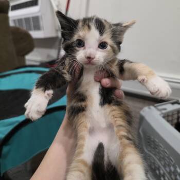 Calico and Domestic Short Hair Cats Available for Adoption - Vanessa | PetCurious