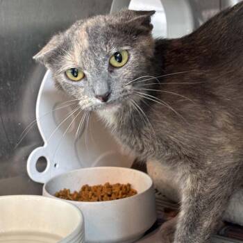 Maleficent (BARN) -  Domestic Short Hair Cat for Adoption in Huntington, West Virginia - Maleficent (BARN) | PetCurious