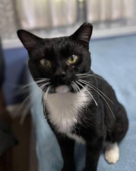 Rescue American Shorthair Cats for Adoption in Frederick, Maryland - Socks | PetCurious