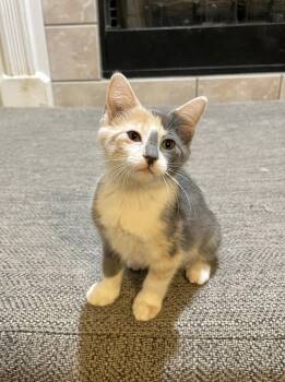 GNOCCHI -  Domestic Short Hair Cat for Adoption in Southaven, Mississippi - GNOCCHI | PetCurious