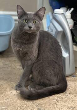 Valentina -  Domestic Short Hair and Russian Blue Cat for Adoption in Cypress, California - Valentina | PetCurious