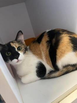 Domestic Short Hair Cats Available for Adoption - Evvie | PetCurious