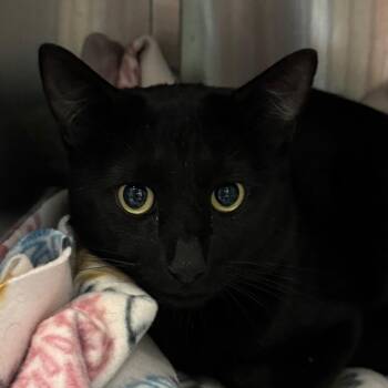 Lenny -  Domestic Short Hair Cat for Adoption in Lakewood, Colorado - Lenny | PetCurious