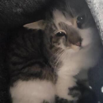 Domestic Short Hair Cats Available for Adoption in Salt Lake City, Utah - Bambi | PetCurious