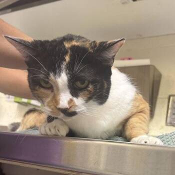 Cali -  Domestic Short Hair Cat for Adoption in Asheville, North Carolina - Cali | PetCurious